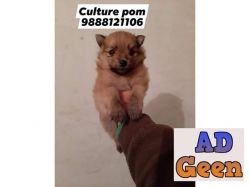 Culture pom puppy buy and sell in jalandhar city pet shop 9888121106